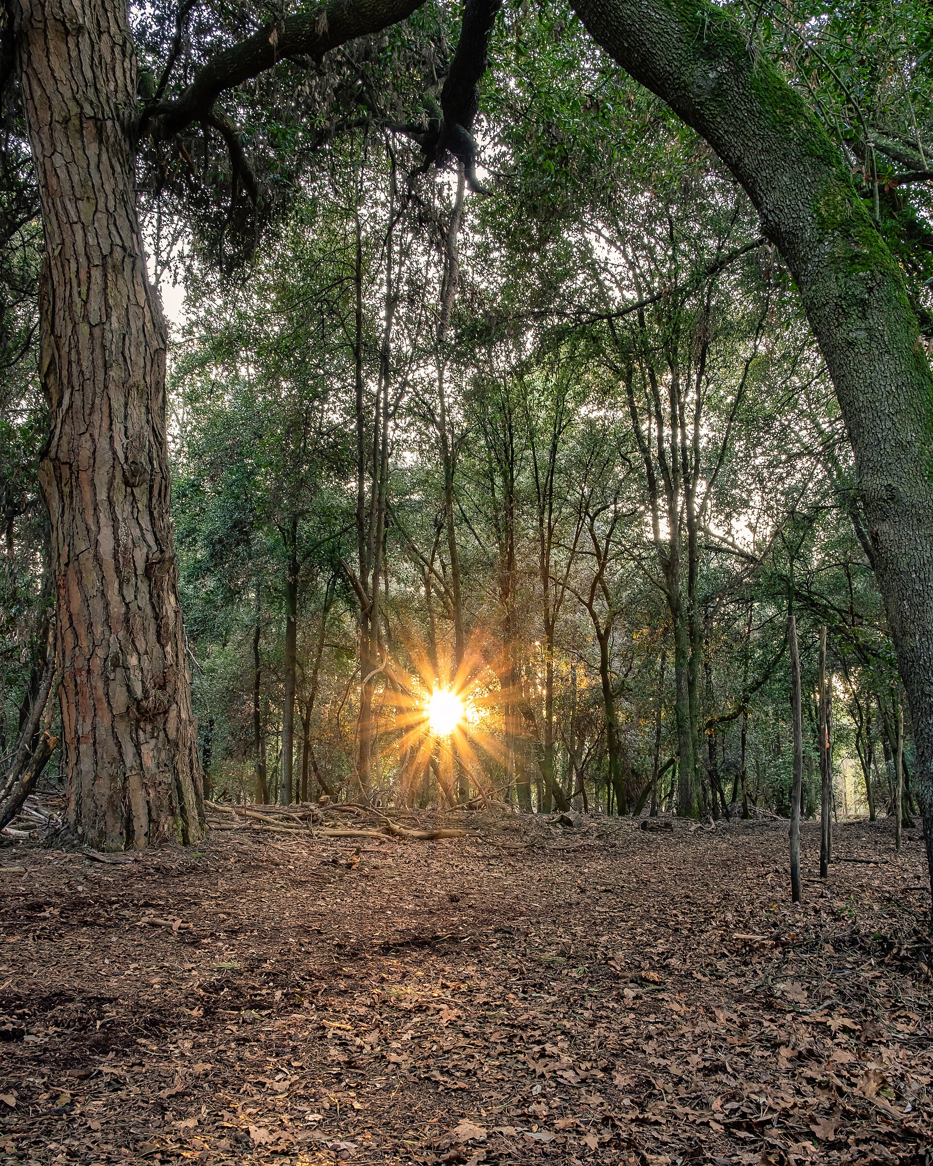 San Rossore Park: Wild Nature Near Pisa