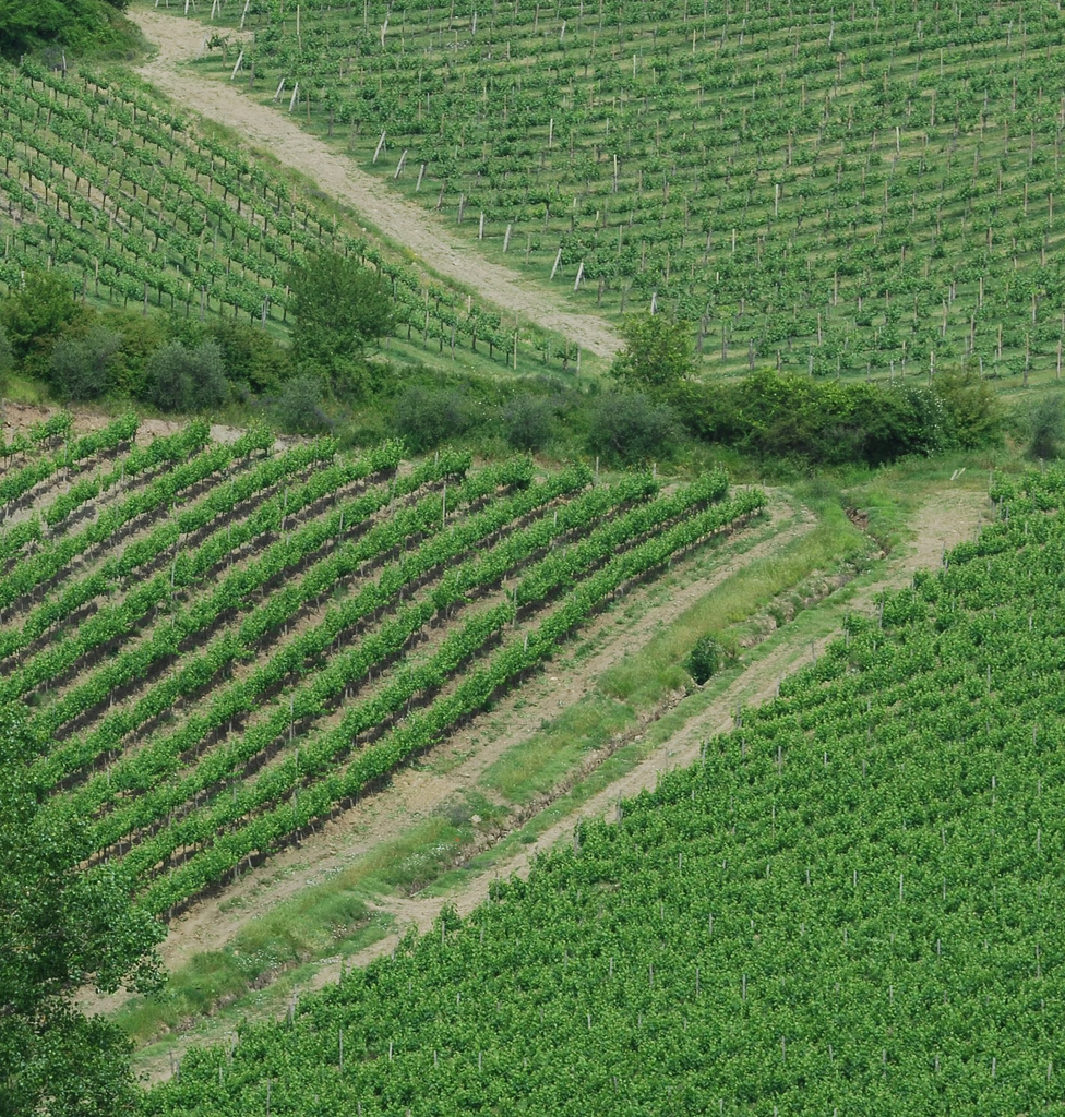 Tuscan Wine Near Pisa: Wineries and Glasses Guide